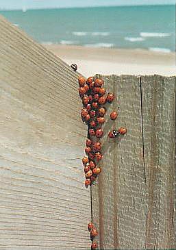 Lady Bugs - 