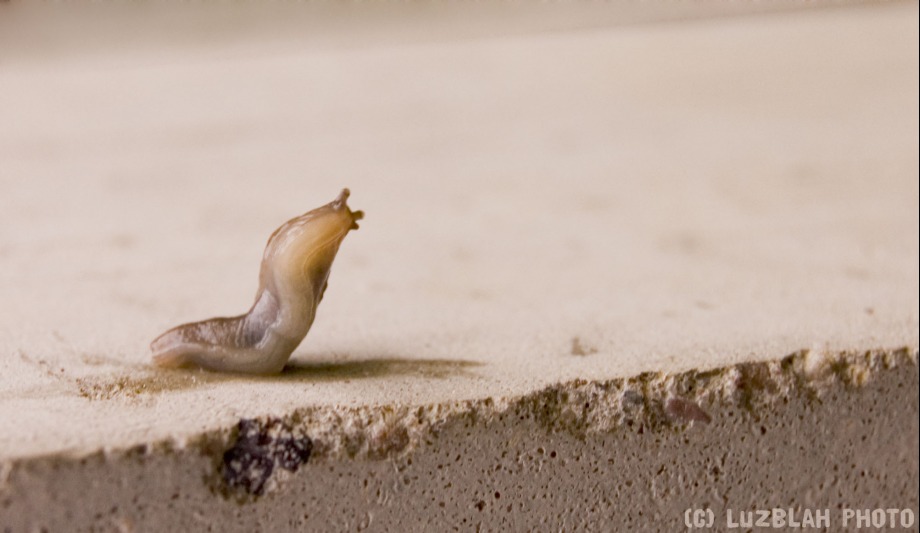 Curious Slug - 
