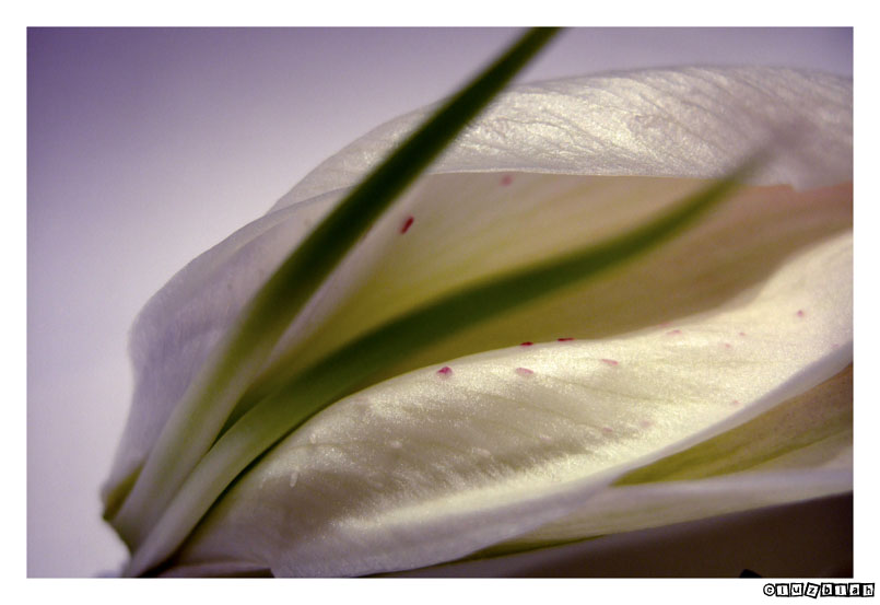 Part Lily - 
