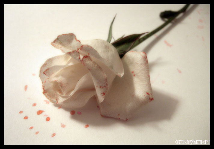 Rose Be Red - 