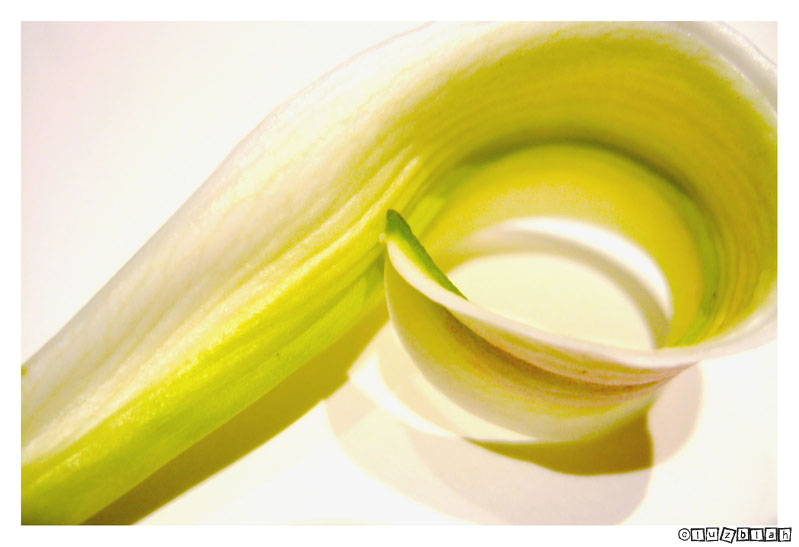 Lily Swirl - 