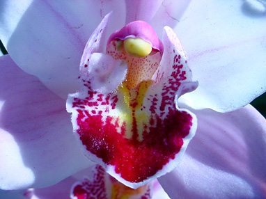 Two Orchids - 