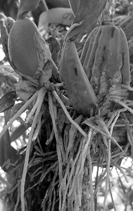 Plants With Loose Roots - 