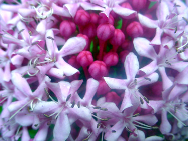 Flowers - 