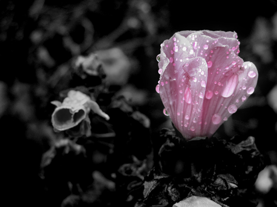 Divine Drops - 