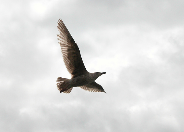 Heavenly Seagull - 