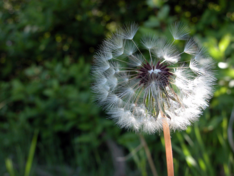 Backlit Beauty - 