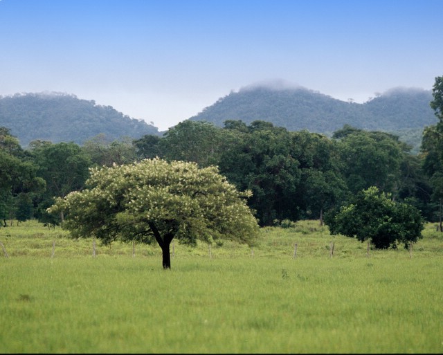 Pasture, Bonito, Brazil - 