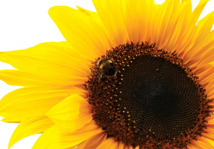 I Love Sunflowers - 