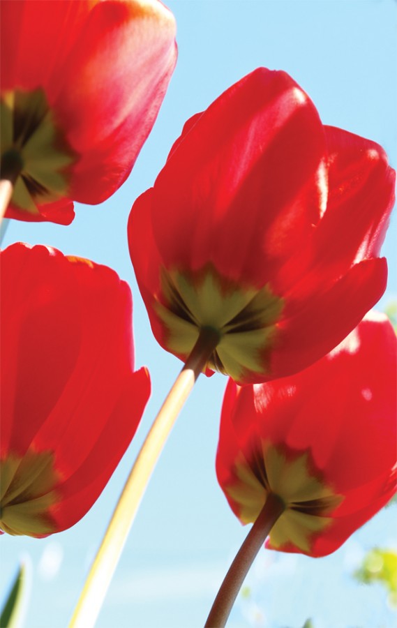 Underneath The Tulips - 