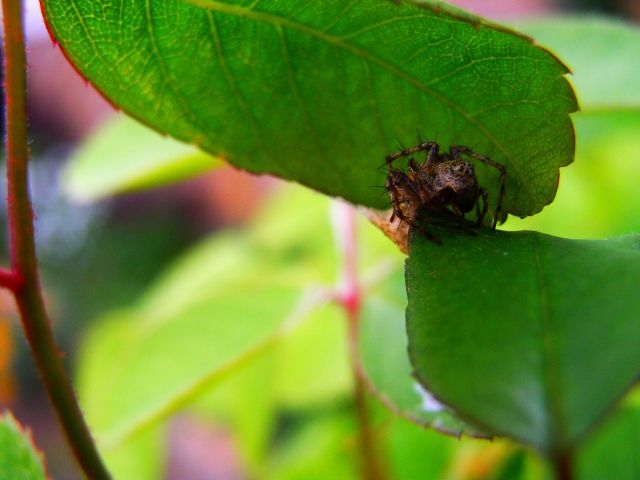 Spider On Rose - 