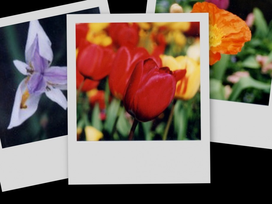 Flower Collage - 