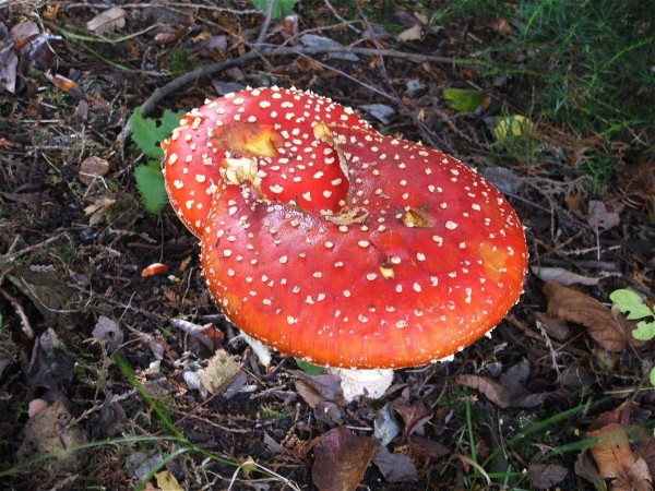 Motherhood Toadstools - 