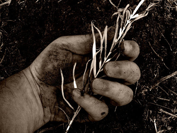 Hand And Earth - 