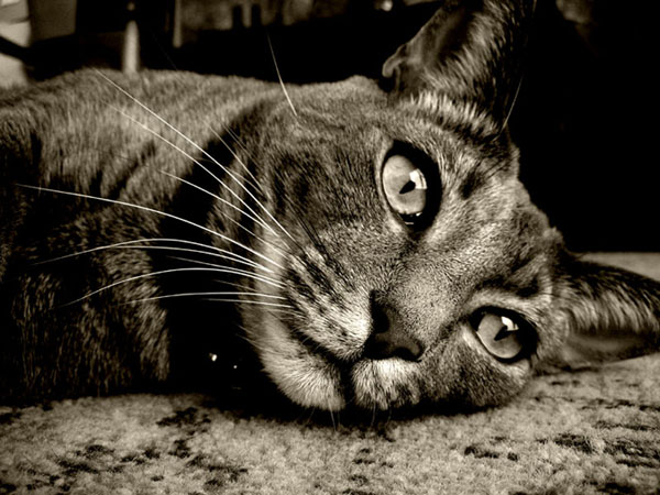 Milo - 