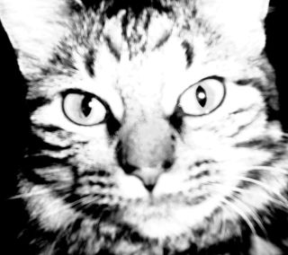Curiousity - 