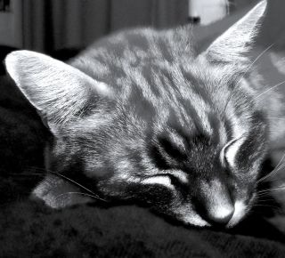 Dreamer - 