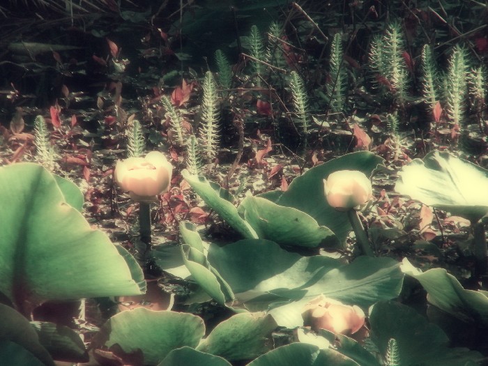 Lily Pond - 