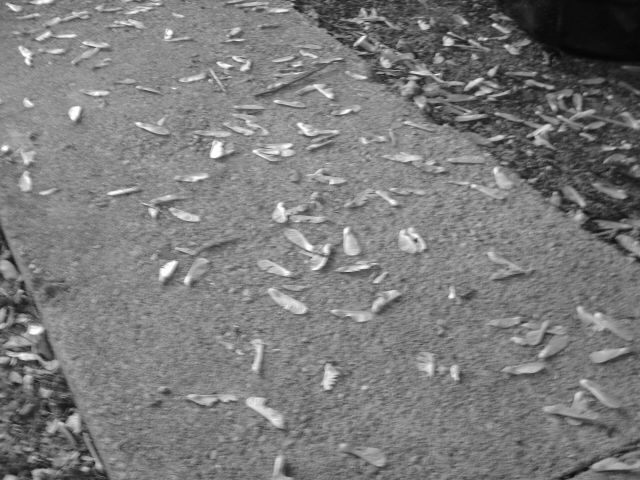 Sidewalk - 