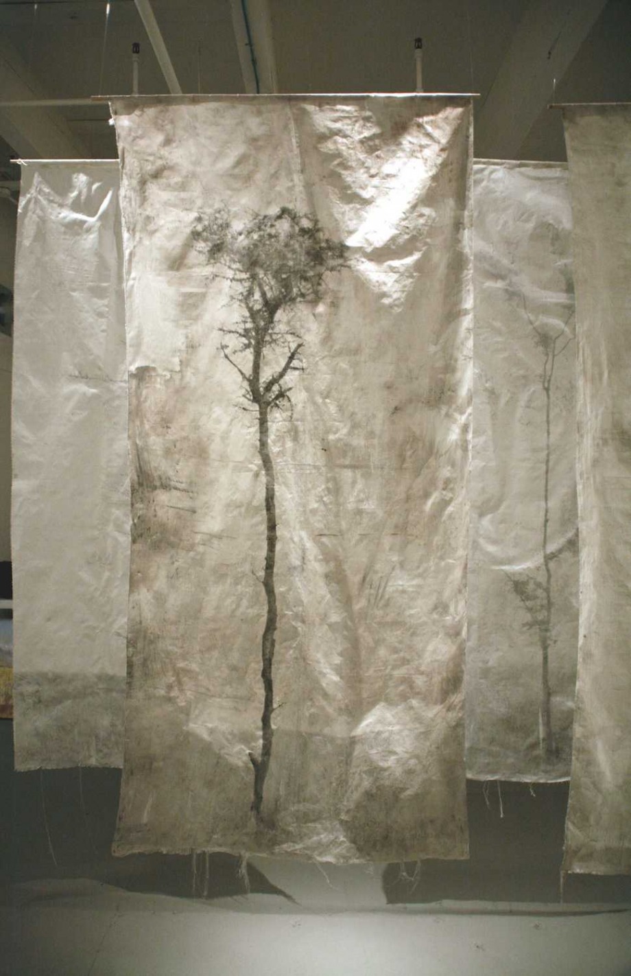 Acacia Tree, No. 1 - 