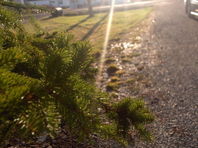 Tree In Sun - 