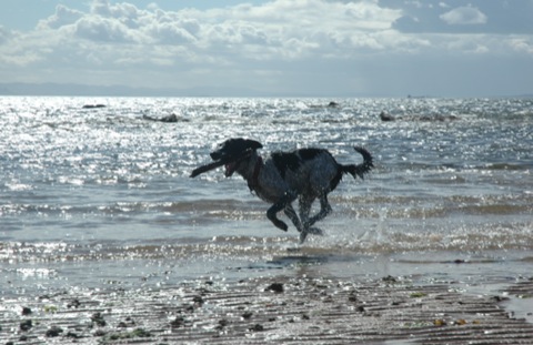 Dog Running - 