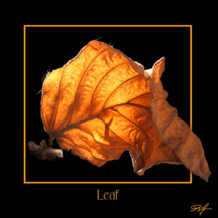 Leaf - 