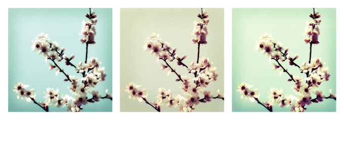 Spring Blossom - 