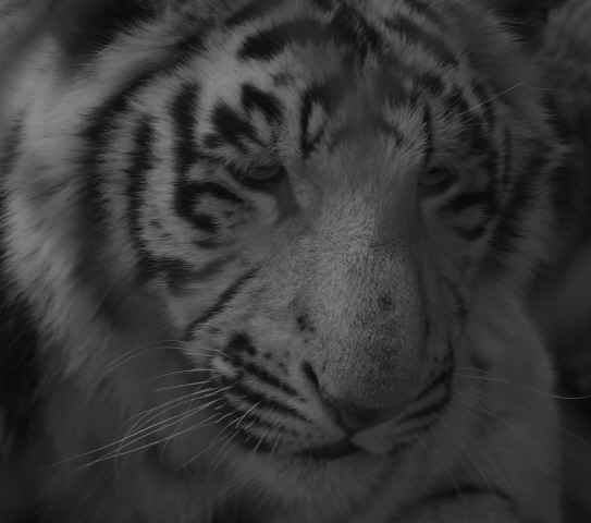 Through The Fence - 