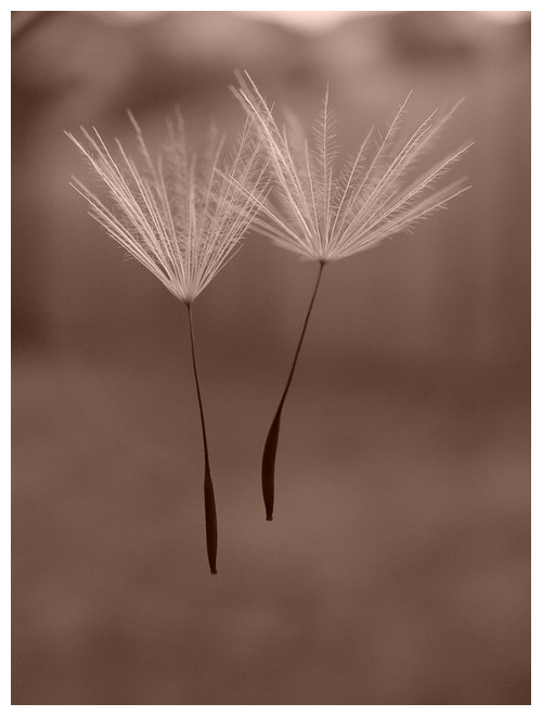 Embrace - 