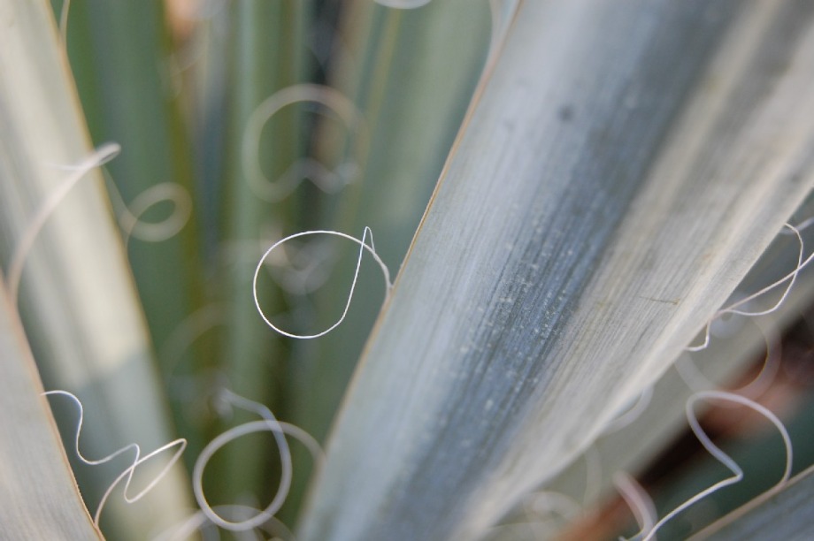 Yucca Leaf - 