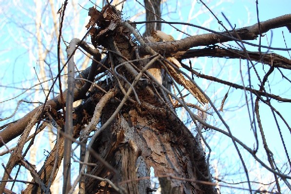 Broken Tree - 