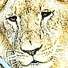 King - 