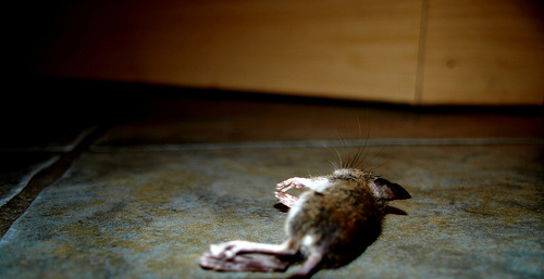 Mouse Massacre - 