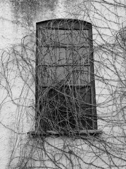 Window With Vines - 