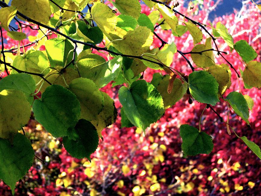Being Green - 