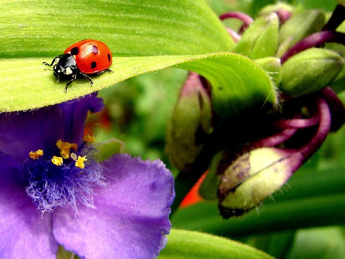 LadyBird - 