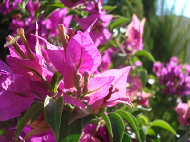 Purple Beauty - 