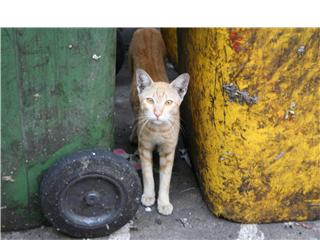 Thai Cat - 