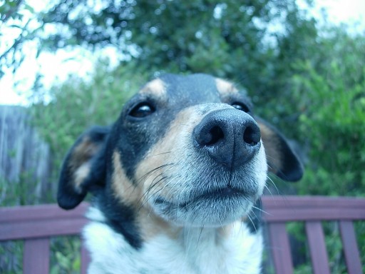 Jimmy - 
