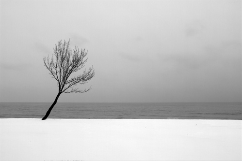 Tree BW - 