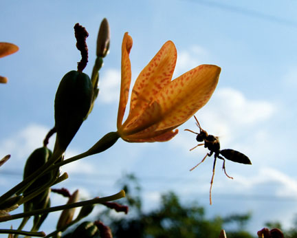 Wasp In Flight - 
