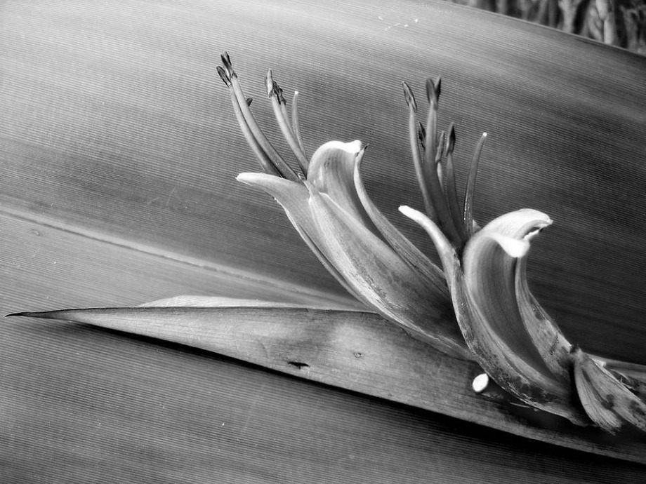 Leaf - 