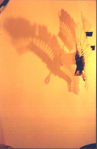 Bird - 