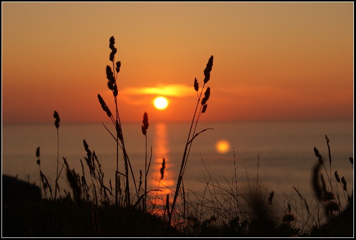 Sunset Through The Grass - 