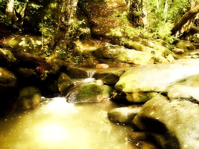 Rainforest - 