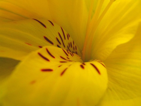 Lily - 
