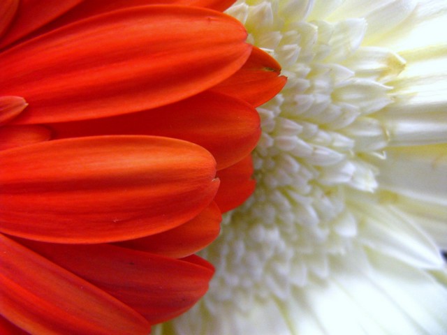 Red And White - 