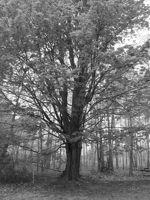 Mourning Tree - 
