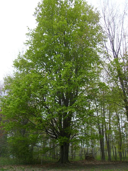 Green Everything - 